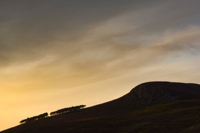 Trees on a hill