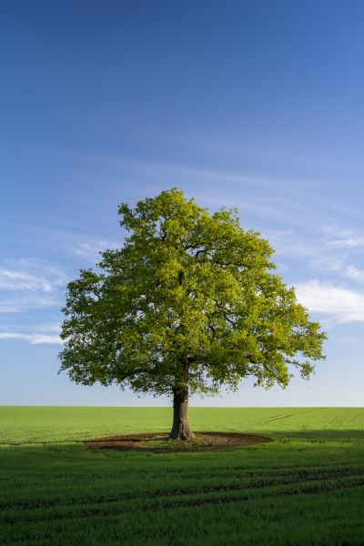 Tree in the Morning