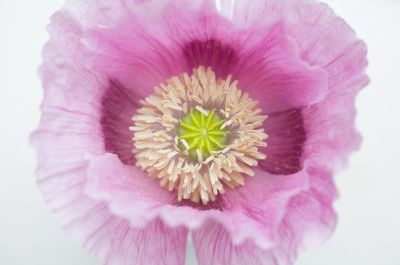 Wrinkled Poppy