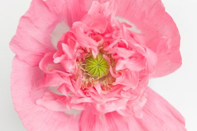 Pink Poppy