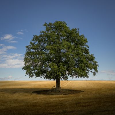 My Favourite Oak Tree