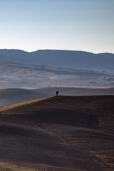 A Lonely Tuscan Tree