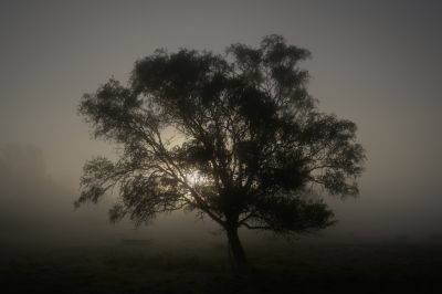 Tree in Fog