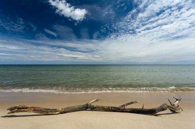 Driftwood