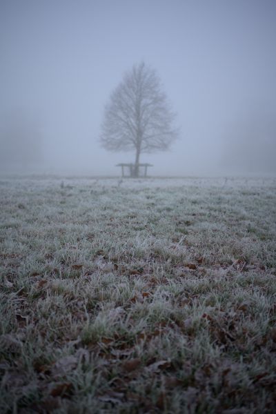 Young Oak Tree in the Fog 2