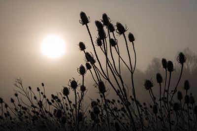 Teasles in the Mist