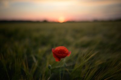 Field Poppy at Sunset