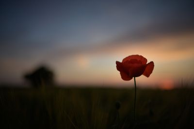 Sillhouetted Field Poppy