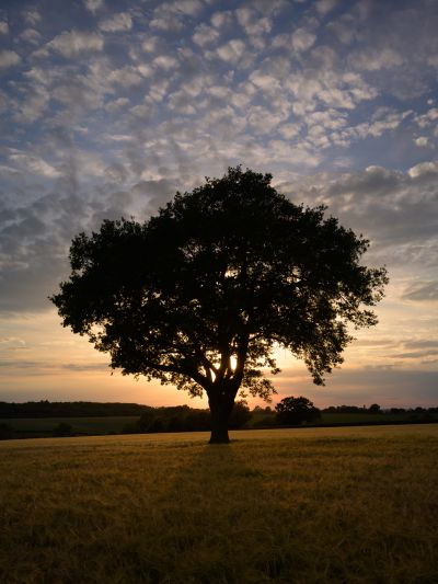 Lone Tree and Little Clouds