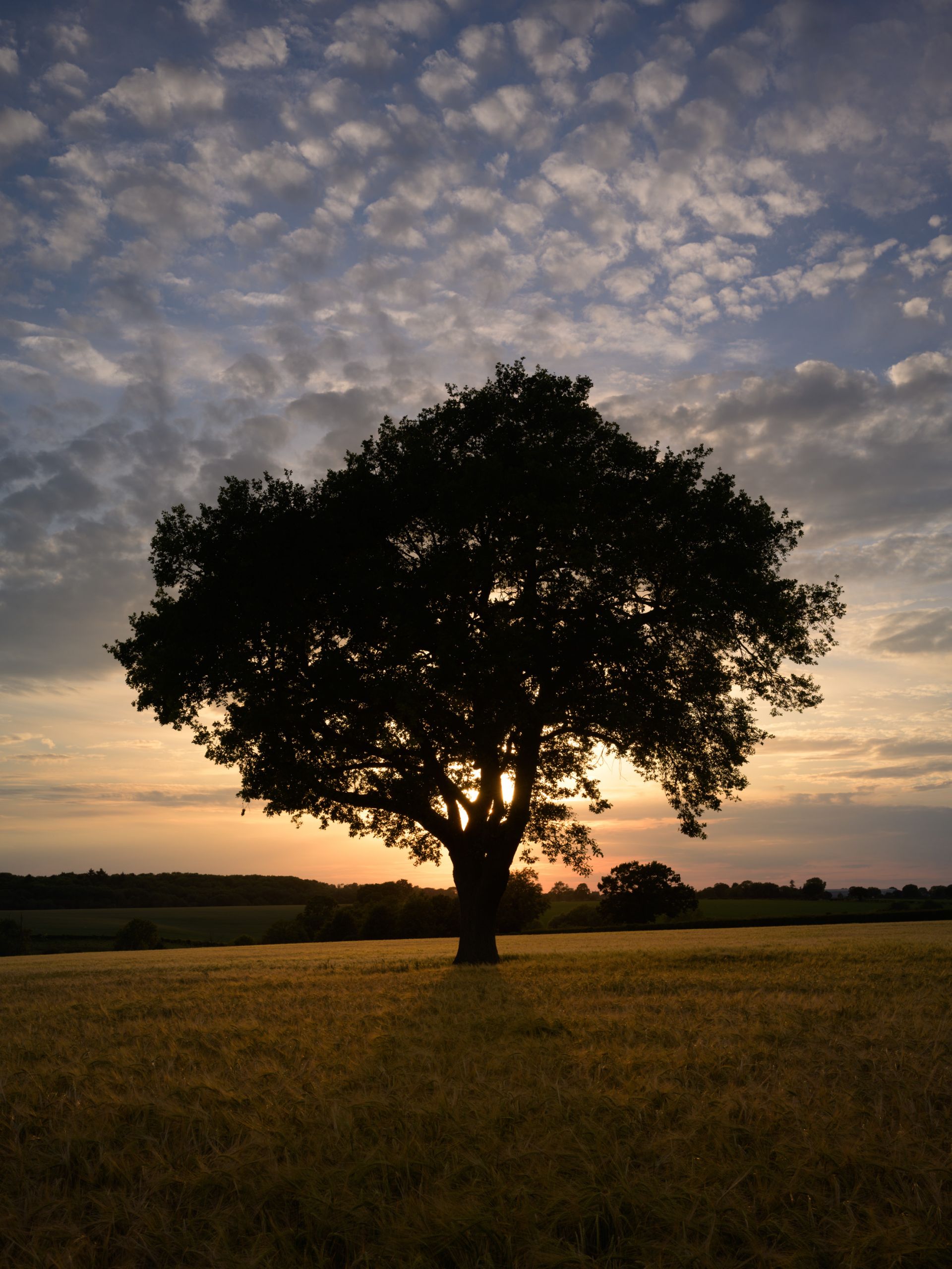 Lone Tree and Little Clouds