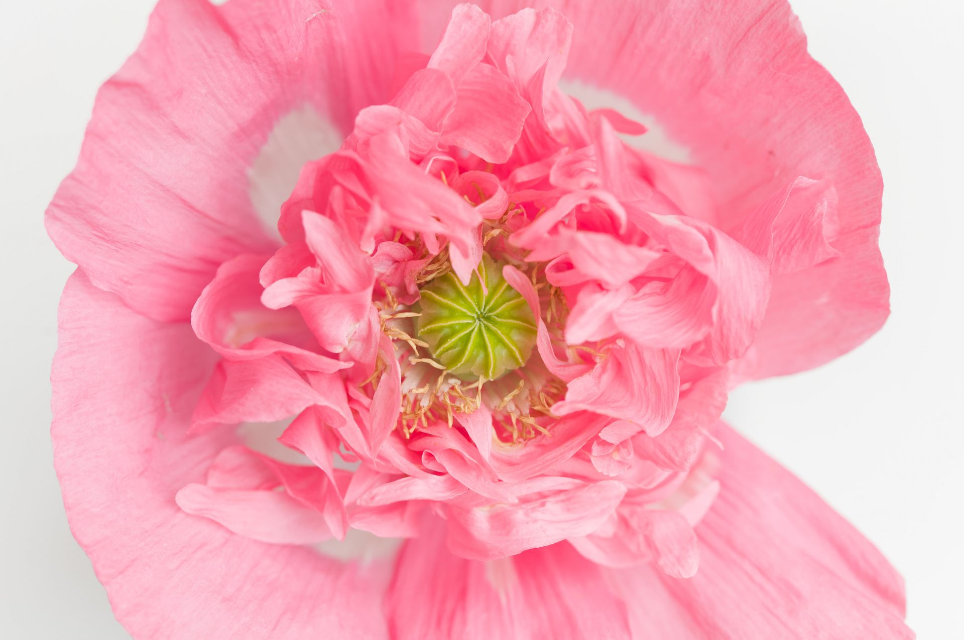 Pink Poppy