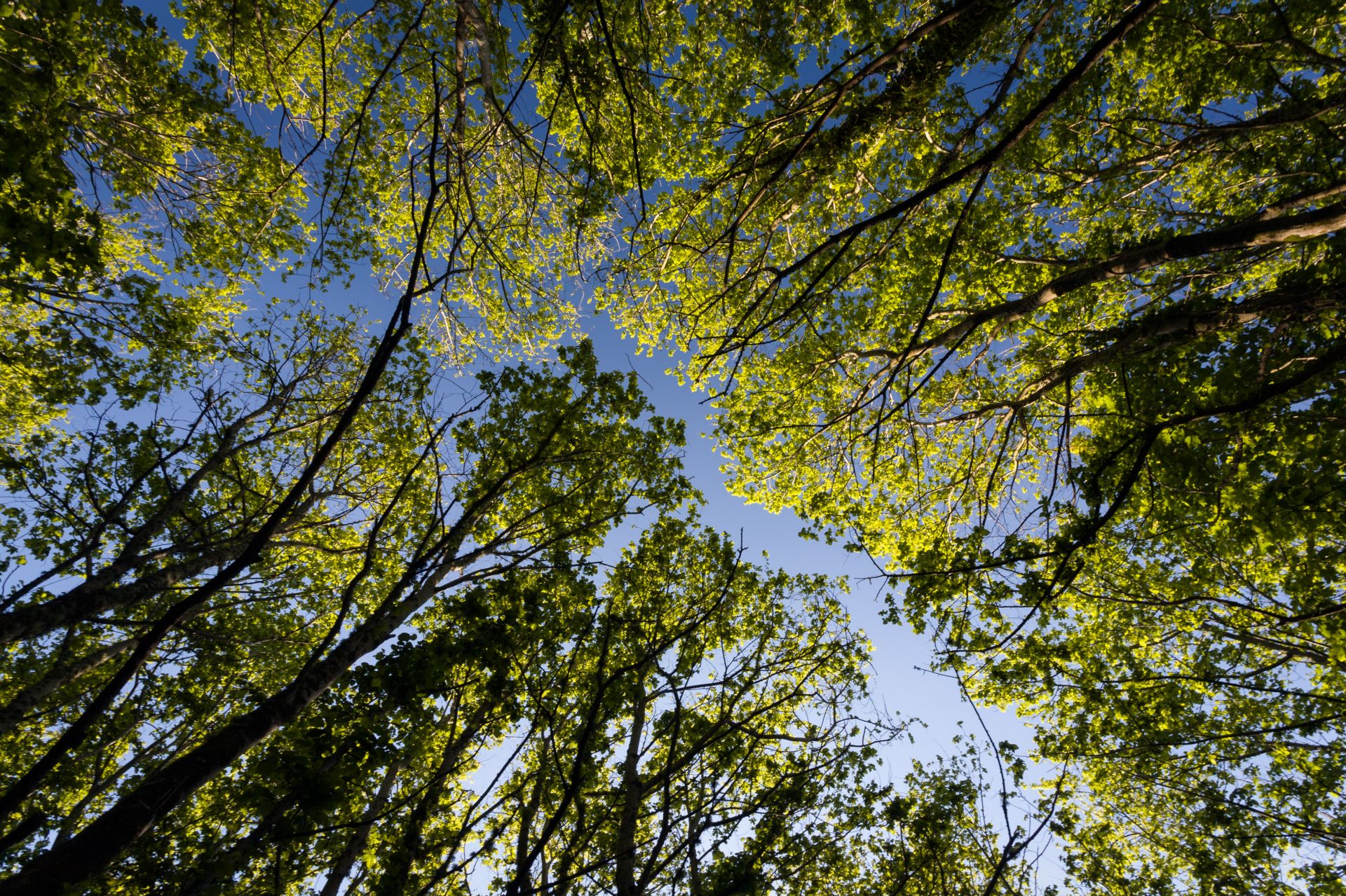 Tree Canopy