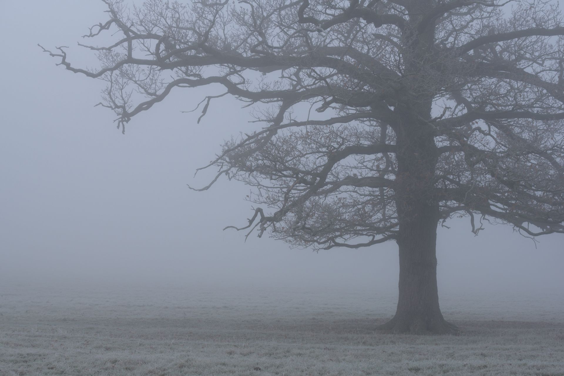 Old Oak Tree in the Fog 1