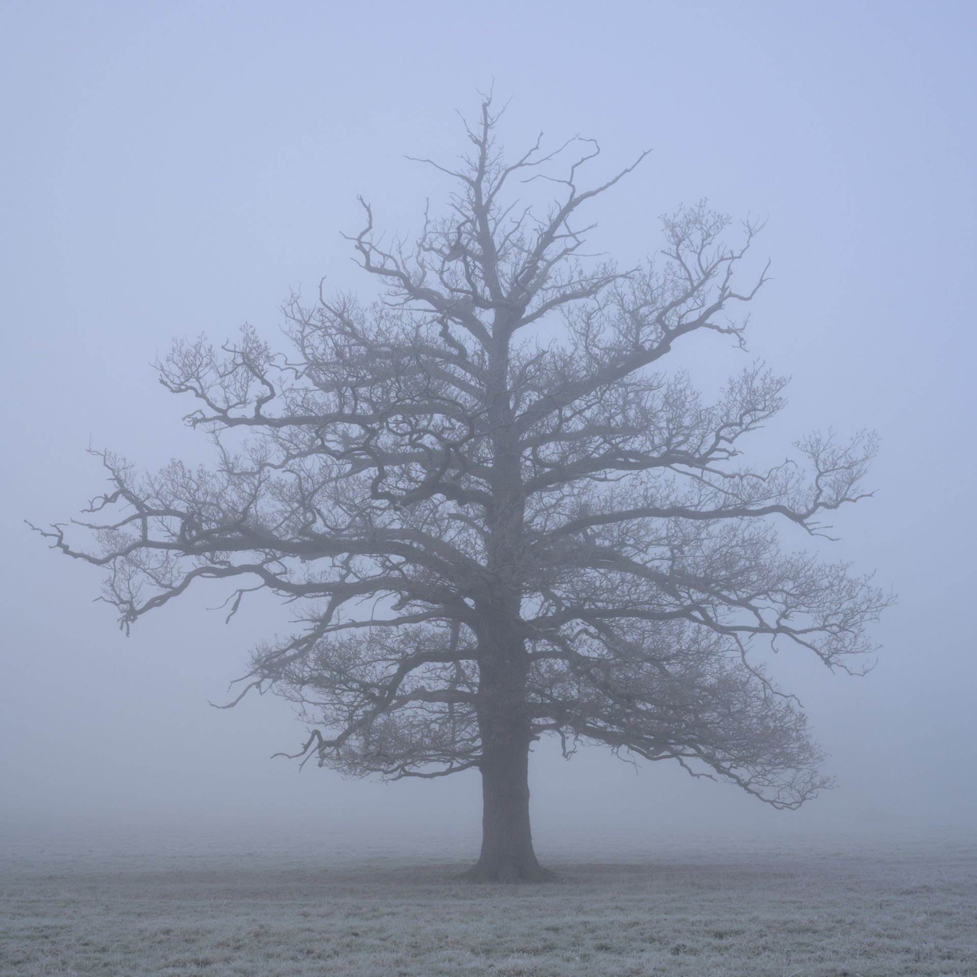 Old Oak Tree in the Fog 2