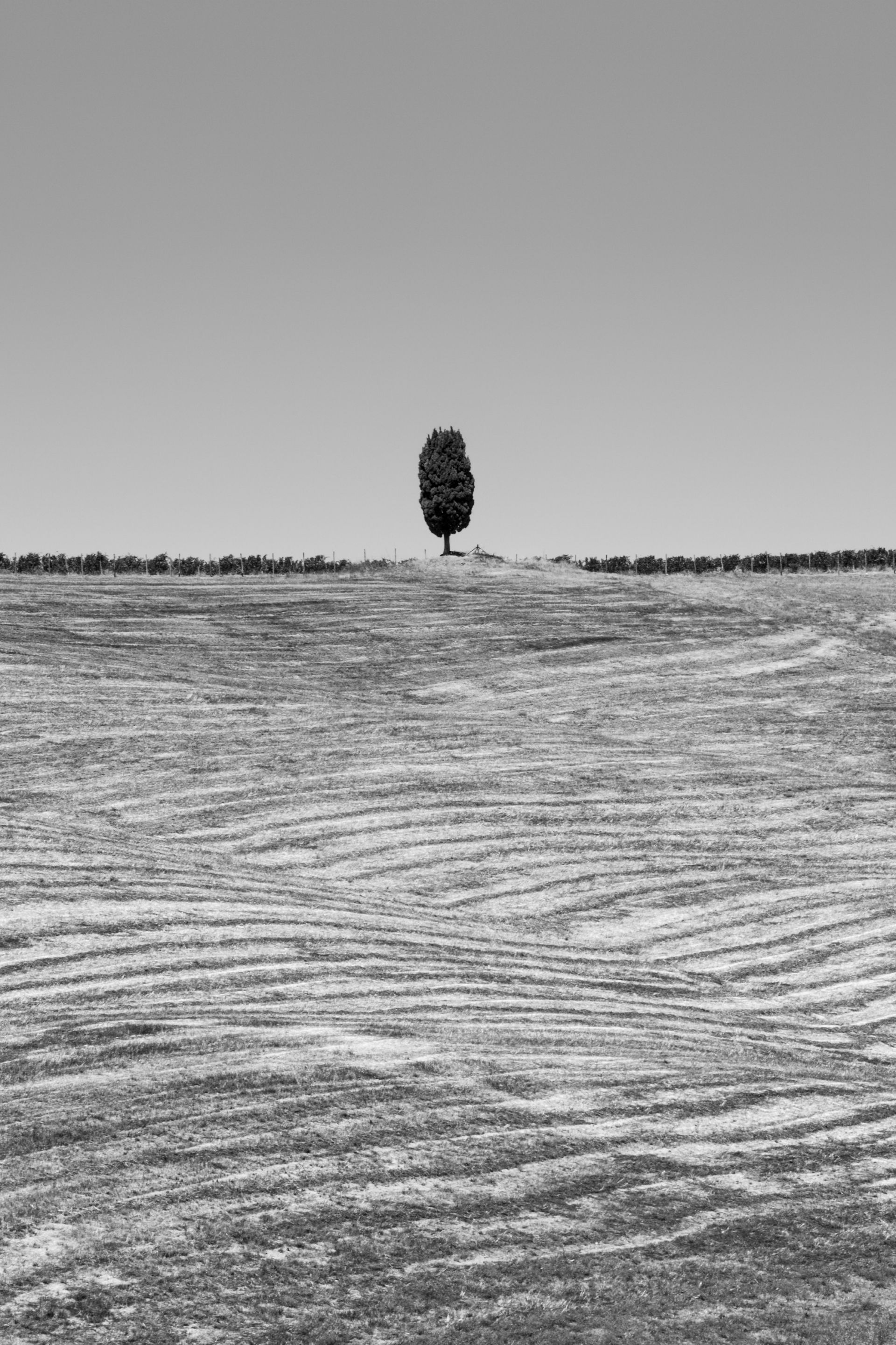 Lone Cypress Tree