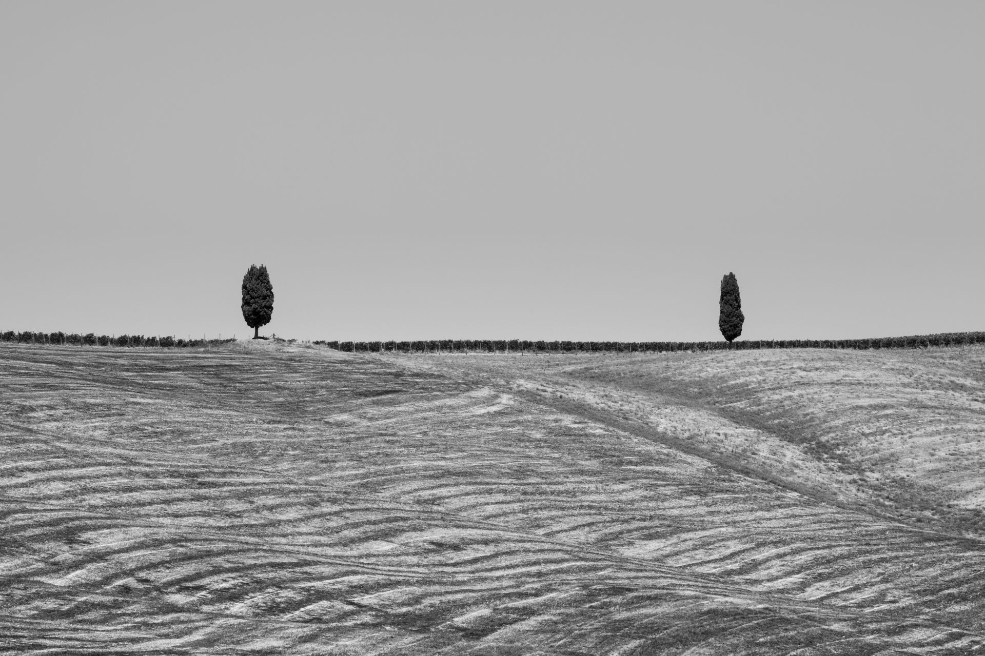 Twin Cypress Trees