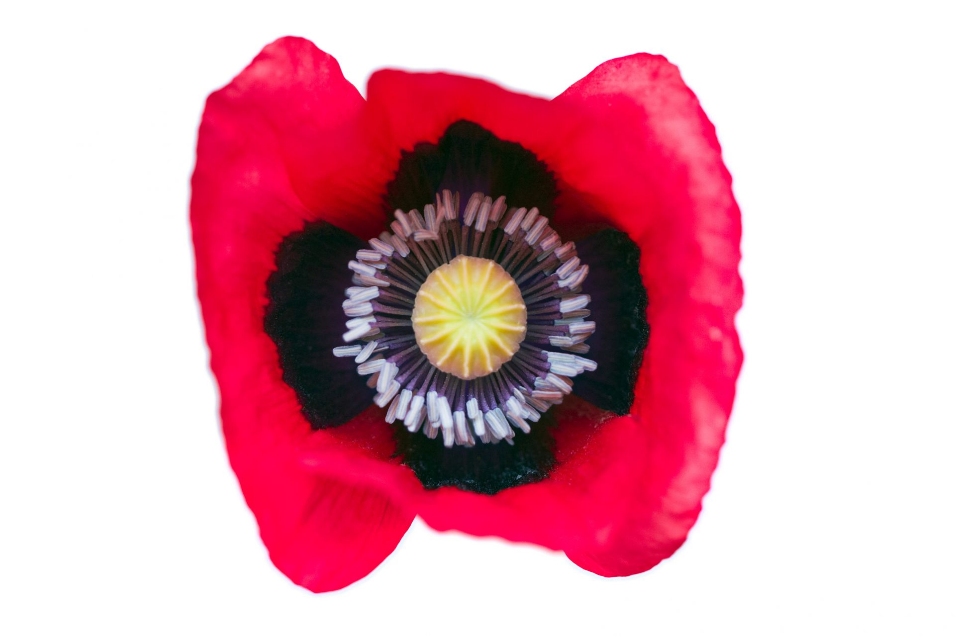 Red and Black Opium Poppy