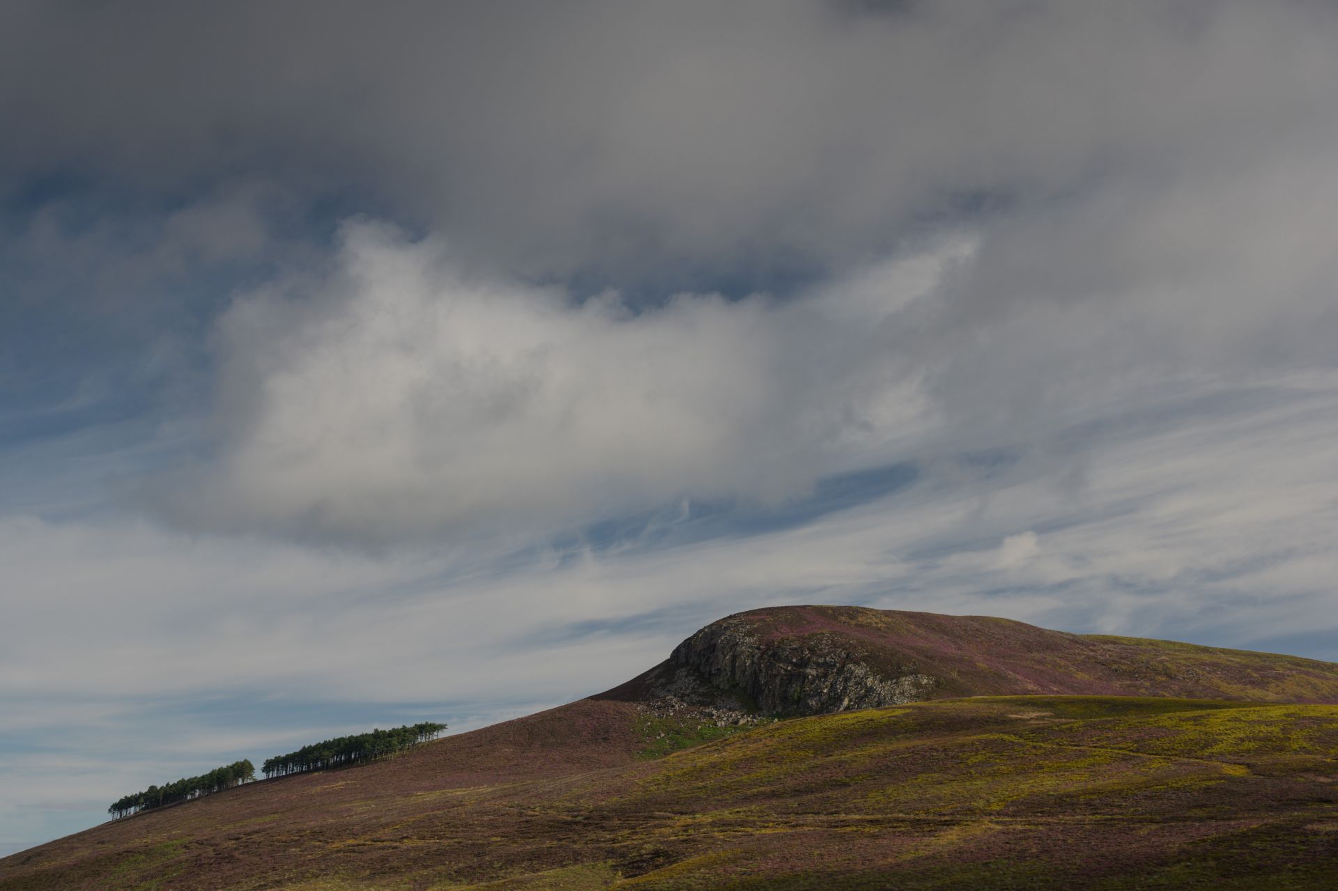 Trees on a hill 2