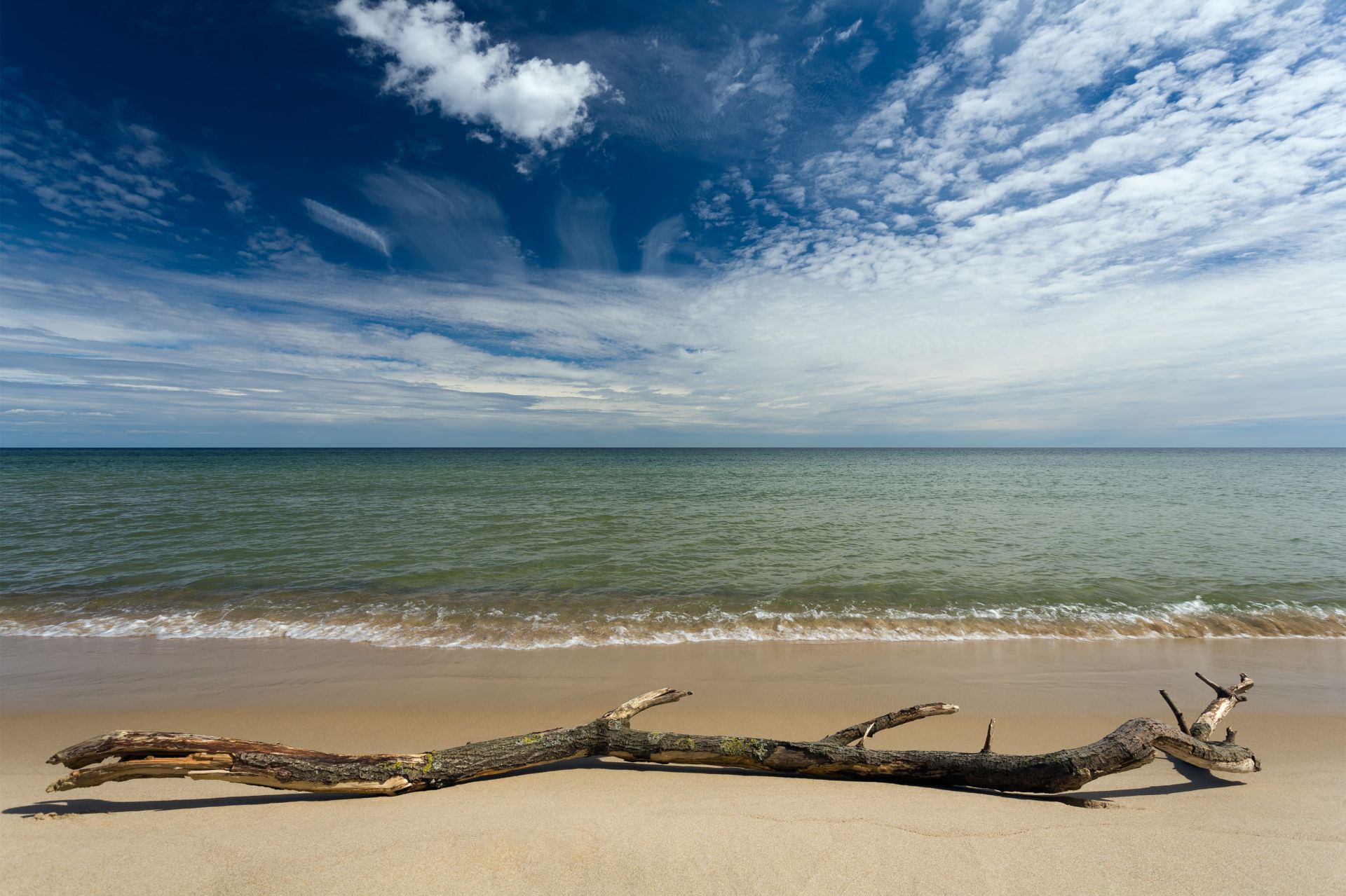 Driftwood