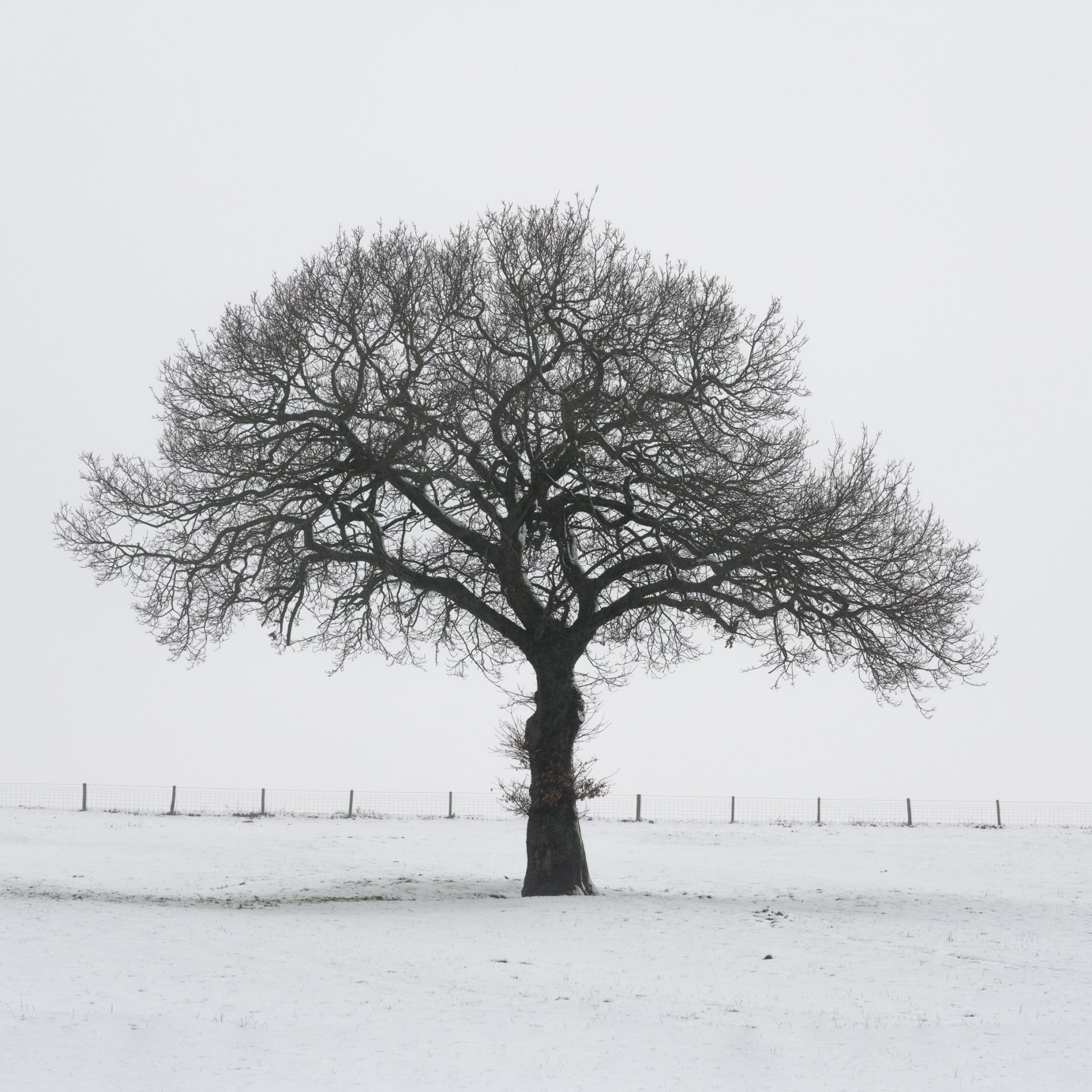 Oak Tree in the Snow